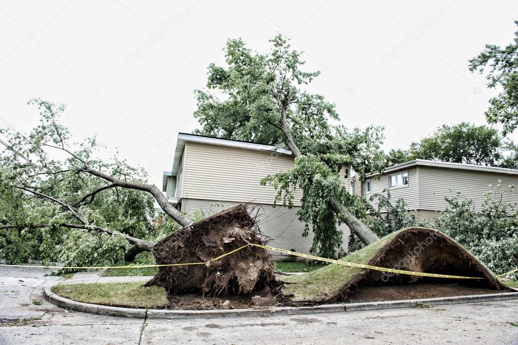 large tree fell over