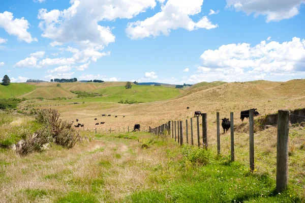 countryside of New Zealand near Rotorua