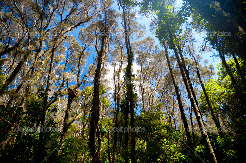 zone boisée près de la plage de moonee, Australie — Photographie