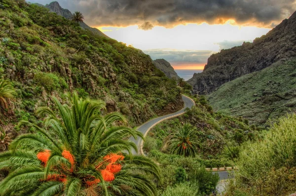 Palmen und Serpentinen in der Nähe von Masca Dorf mit Bergen, Teneriffa — Stockfoto