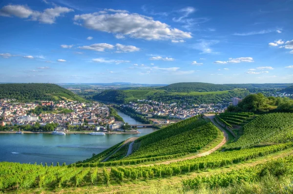 Wijngaard in de buurt van burg ehrenfels, ruedelsheim, hessen, Duitsland — Stockfoto