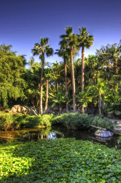 Lago con nenúfares, Tenerife, Islas Canarias —  Fotos de Stock