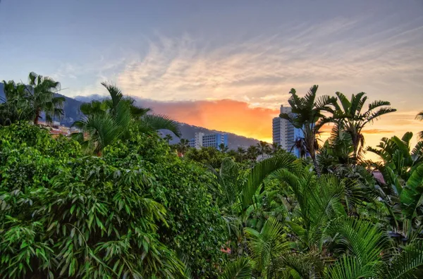 Sonnenuntergang über Dschungel, Teneriffa, Kanarische Inseln — Stockfoto