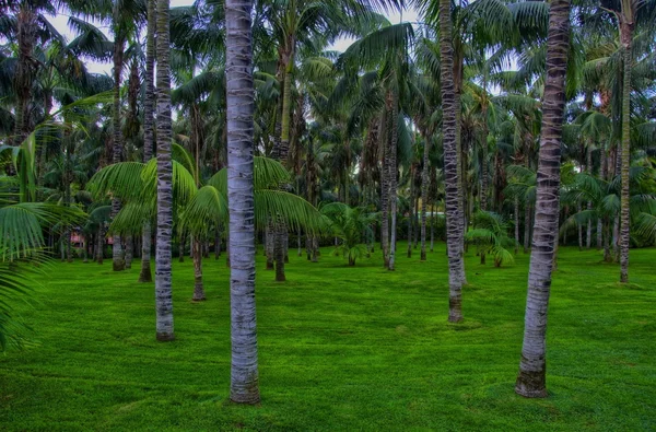 Palmer i djungler, Teneriffa, kanariska öarna — Stockfoto