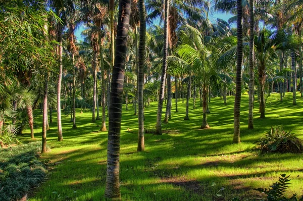 Palmer i djungler, Teneriffa, kanariska öarna — Stockfoto