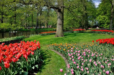 kırmızı, pembe, Sarı laleler Holland Park'ta keukenhof