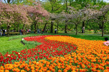 keukenhof holland Park'ta yapılan kırmızı ve turuncu laleler