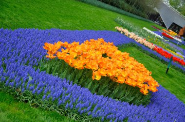 kırmızı, turuncu ve mavi Lale Holland Park'ta keukenhof