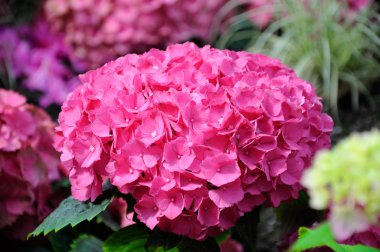 güzel pembe ortanca çiçekleri palmen garten, frankfurt kulüpler