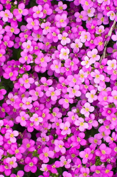 Violete Lentebloemen in fulda, hessen, Duitsland — Stockfoto
