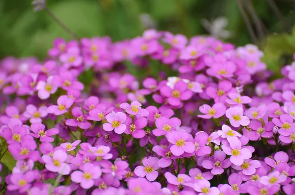 Flores violetas de primavera em Fulda, Hessen, Alemania — Fotografia de Stock