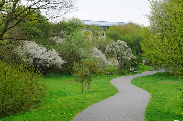 Vicolo fiorito con alberi nel parco di Fulda, Assia, Germania — Foto Stock