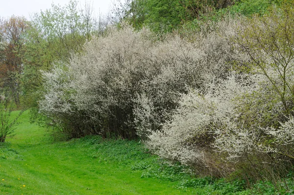 ต้นไม้ดอกไม้ในสวนสาธารณะใน Fulda, Hessen, เยอรมัน — ภาพถ่ายสต็อก