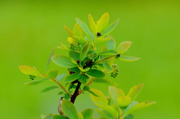 Jeune branche avec les feuilles d'un buisson à Fulda, Hesse, Allemagne — Photo