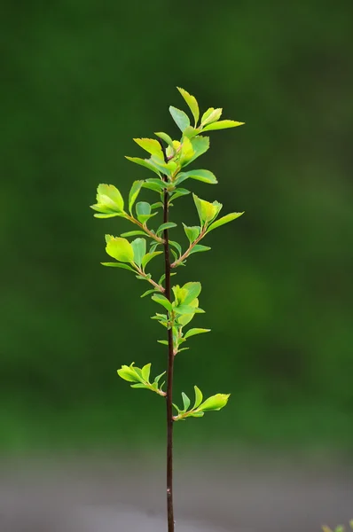 Young branch with leaves of a bush in Fulda, Hessen, Germany — Stock Photo, Image