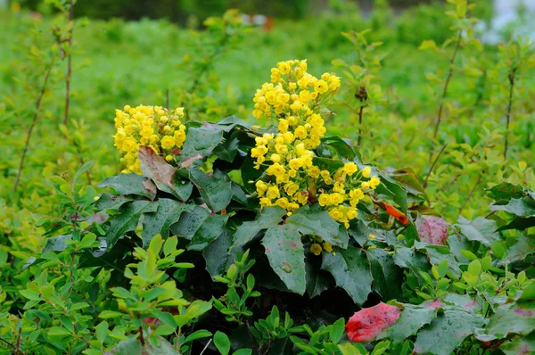 Fiori gialli primaverili a Fulda, Assia, Germania — Foto Stock