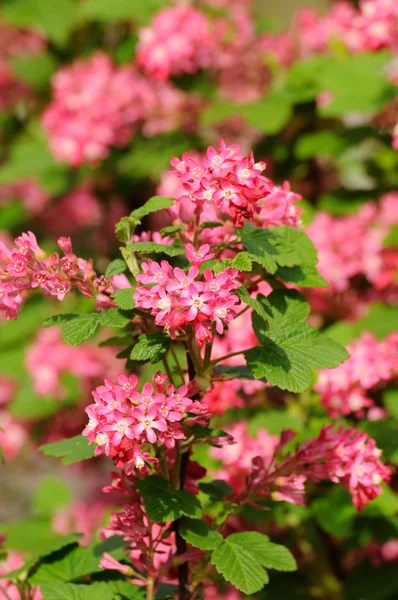 Trädgren med små rosa blommor i fulda, hessen, Tyskland — Stockfoto