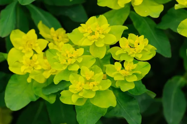 Yellow-green flowers in Fulda, Hessen, Germany — Stock Photo, Image