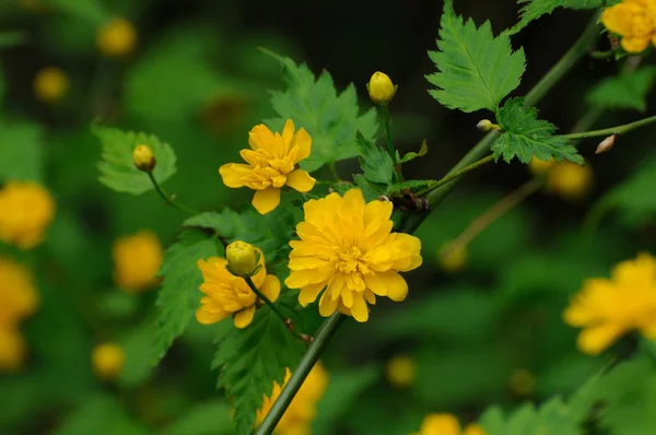 풀 다, Hes에에서 나뭇가지에 아름 다운 노란색 봄 꽃 — 스톡 사진
