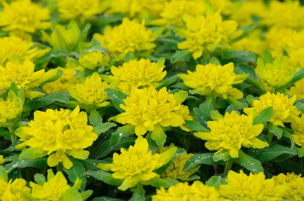 Żółto zielone kwiaty w fulda Hesja, Niemcy — Zdjęcie stockowe