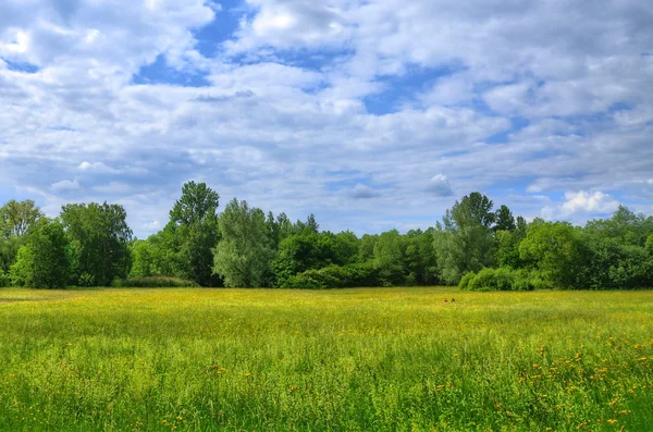 Pole w parku aueweiher w fulda Hesja, Niemcy — Zdjęcie stockowe