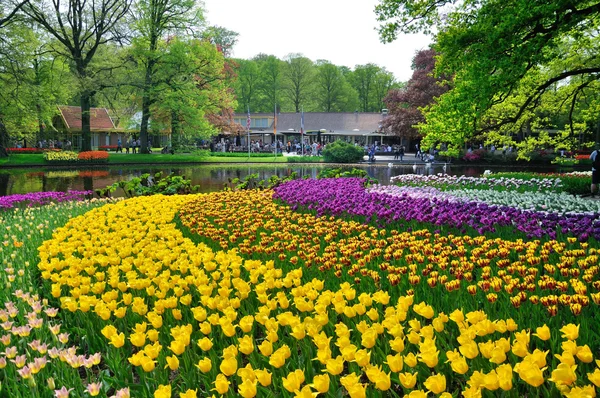 Tulipanes rosados, amarillos, morados y blancos en el parque Keukenhof en Holla — Foto de Stock