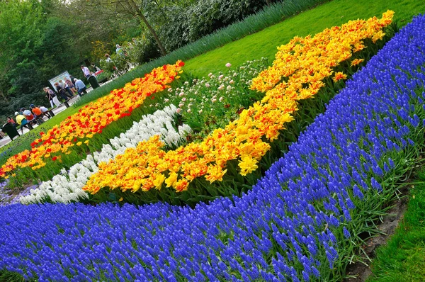 Red, orange, yellow, white and blue tulips in Keukenhof park in — Stock Photo, Image