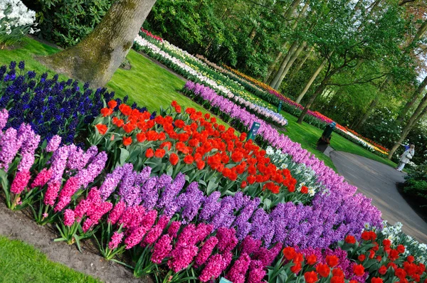 Różowy, fioletowy, czerwony, fioletowy, niebieski, biały i żółty tulipany w keuk — Zdjęcie stockowe