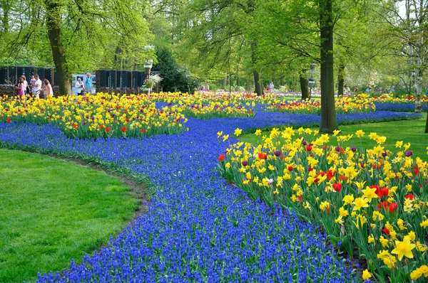 Niebieskie i żółte tulipany i żonkile w parku keukenhof w jego — Zdjęcie stockowe