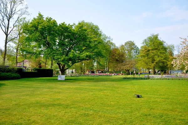 Grönt fält med ett träd i keukenhof parken i holland — Stockfoto