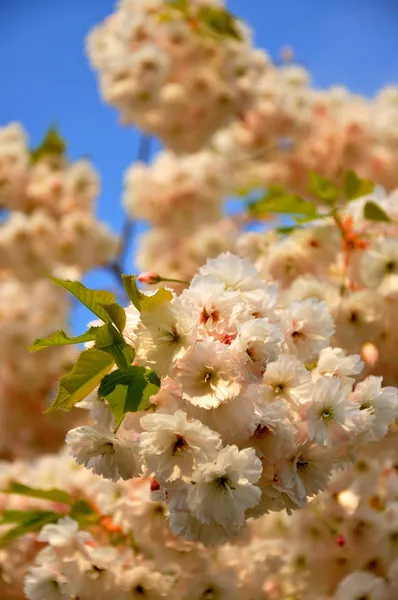 Mooie witte Lentebloemen (Prunus triloba) op blauwe hemel terug — Stockfoto