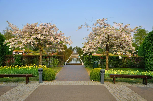 Met bloeiende bomen (Prunus triloba) Keukenhof park in Hollan — Stockfoto