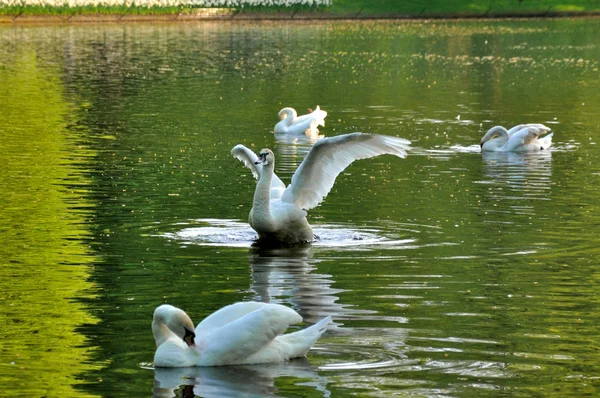 Elegante cisne revoloteando con otros 3 cisnes en el río en Keu — Foto de Stock