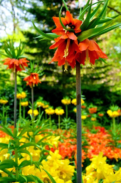 Flores rojas y amarillas de cerca en el parque Keukenhof en Holanda —  Fotos de Stock