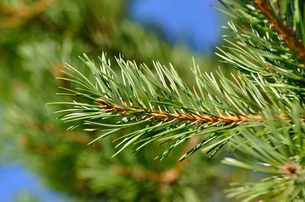 Colorful fresh green young pine branch with a young bud close-up — Stock Photo, Image