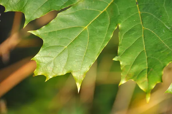 Kleurrijke frisse groene jonge dennenboom met een jonge knop close-up — Stockfoto