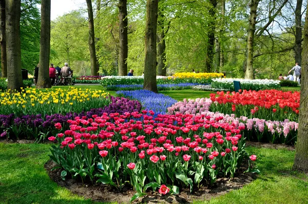 Purpurowe, żółte, niebieskie, różowe i białe tulipany w parku keukenhof w — Zdjęcie stockowe