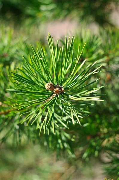 Colorful fresh green young pine branch close-up, Sergiev Posad, — Stock Photo, Image