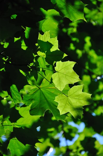 Gros plan sur la branche d'érable vert frais coloré, Sergiev Posad, Mosco — Photo