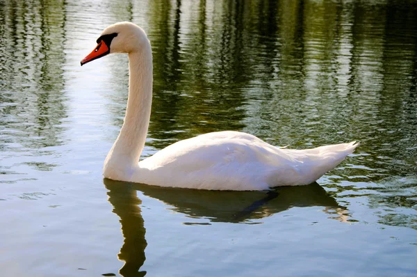 Cygne solitaire et gracieux sur l'eau du lac, Sergiev Posad, région de Moscou — Photo