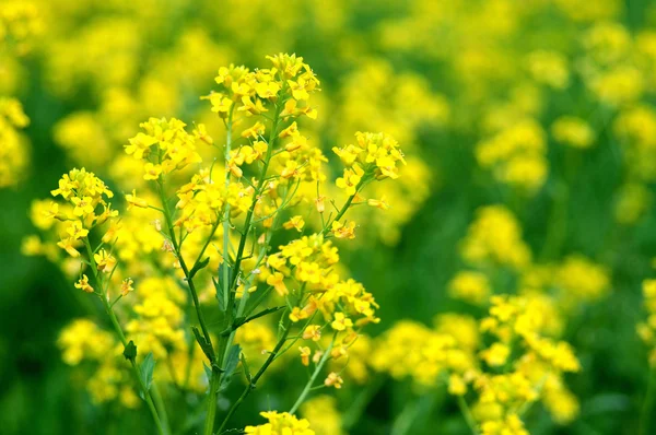 Цветущие свежие желтые цветы горькой породы (Barbarea vulgaris ) — стоковое фото