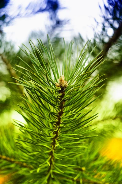 Barevné čerstvé zelené mladých borových větev close-up, sergiev Posadu, — Stock fotografie