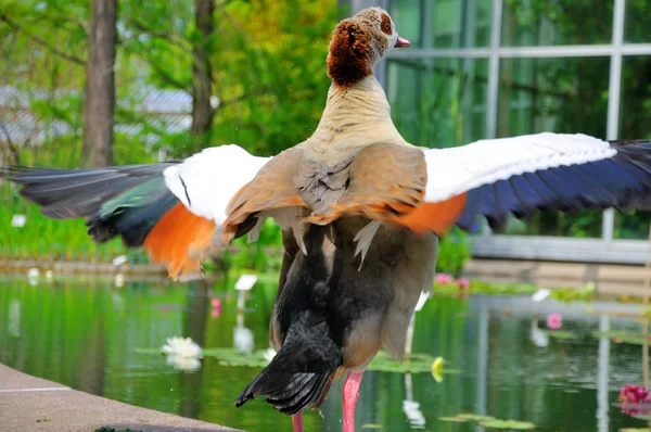 Kachna šíření křídla v detailním záběru v palmen garten, frankfurt — Stock fotografie