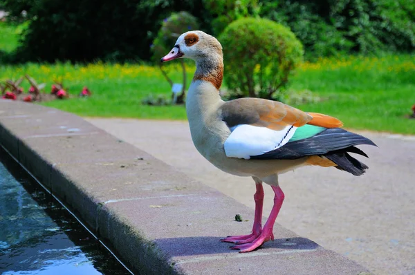 Eend in close-up in palmen garten, frankfurt am main, hessen, ger — Stockfoto