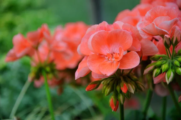 粉色的花在特写镜头中柏 garten，因河畔法兰克福，住户开支统计调查 — 图库照片