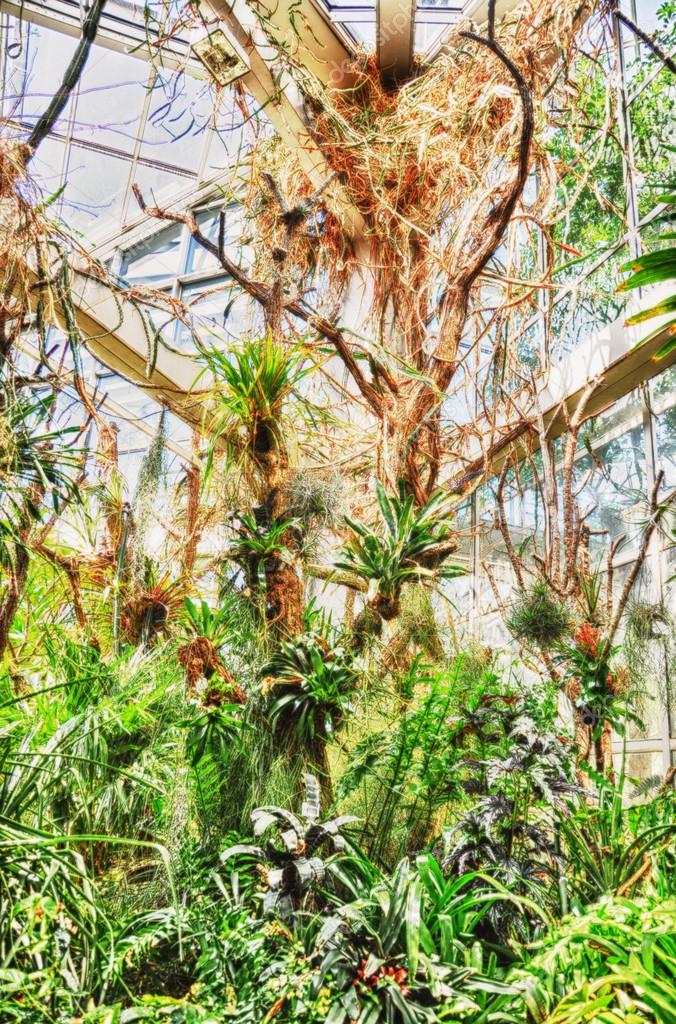 Hdr Jungles In Palmen Garten Frankfurt Am Main Hessen Germany