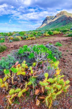, Tenerife, Kanarya Adaları