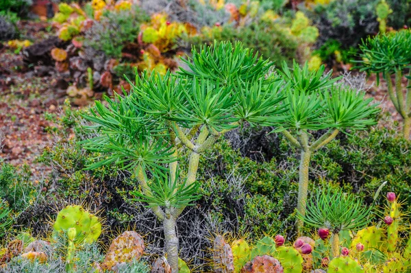 Plant on North-west coast of Tenerife near Punto Teno Lighthouse — Stock Photo, Image