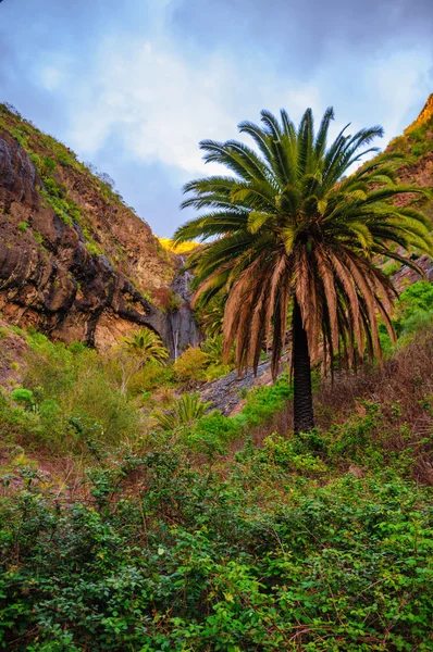 Palms nära masca by med berg, Teneriffa, Kanarieöarna isla — Stockfoto