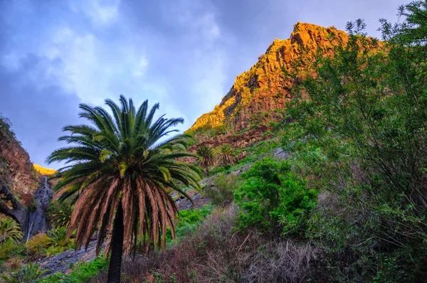 Palms near Masca village with mountains, Tenerife, Canarian Isla — Stock Photo, Image